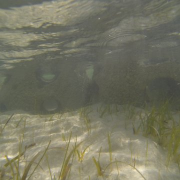 G0010138 G0010138