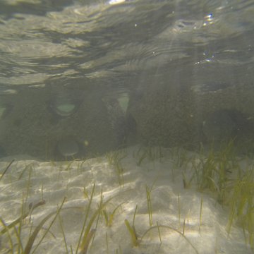 G0010139 G0010139