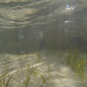 G0010140 G0010140