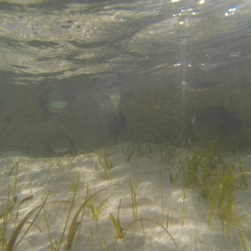 G0010141 G0010141