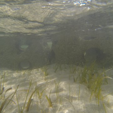 G0010142 G0010142