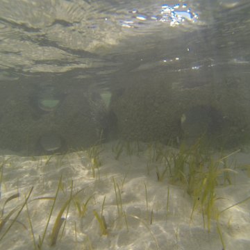 G0010143 G0010143