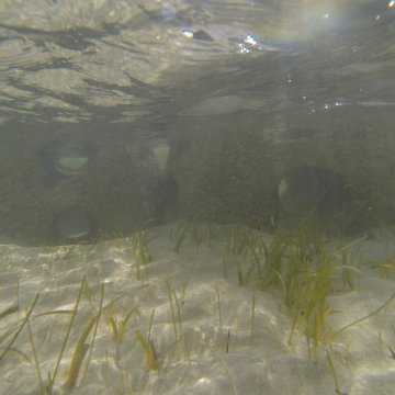 G0010144 G0010144