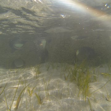 G0010145 G0010145
