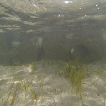 G0010146 G0010146