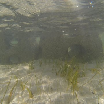 G0010147 G0010147