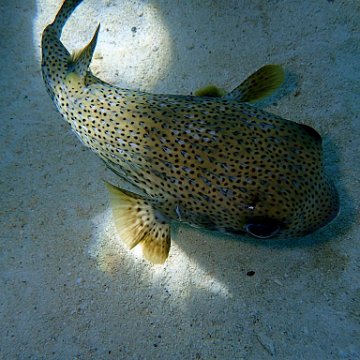 puffer.Vivid puffer.Vivid