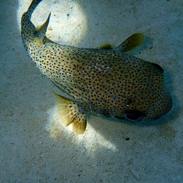 puffer puffer