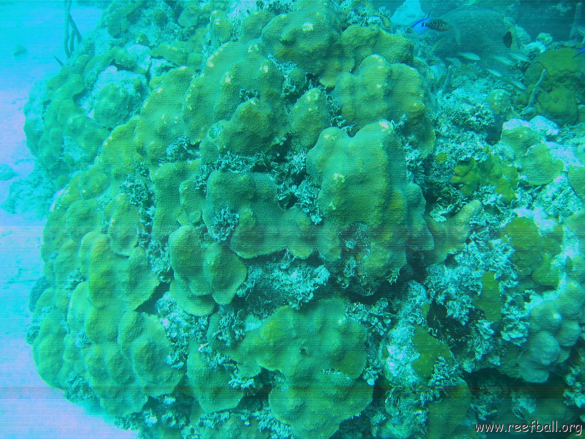 bahamas 137