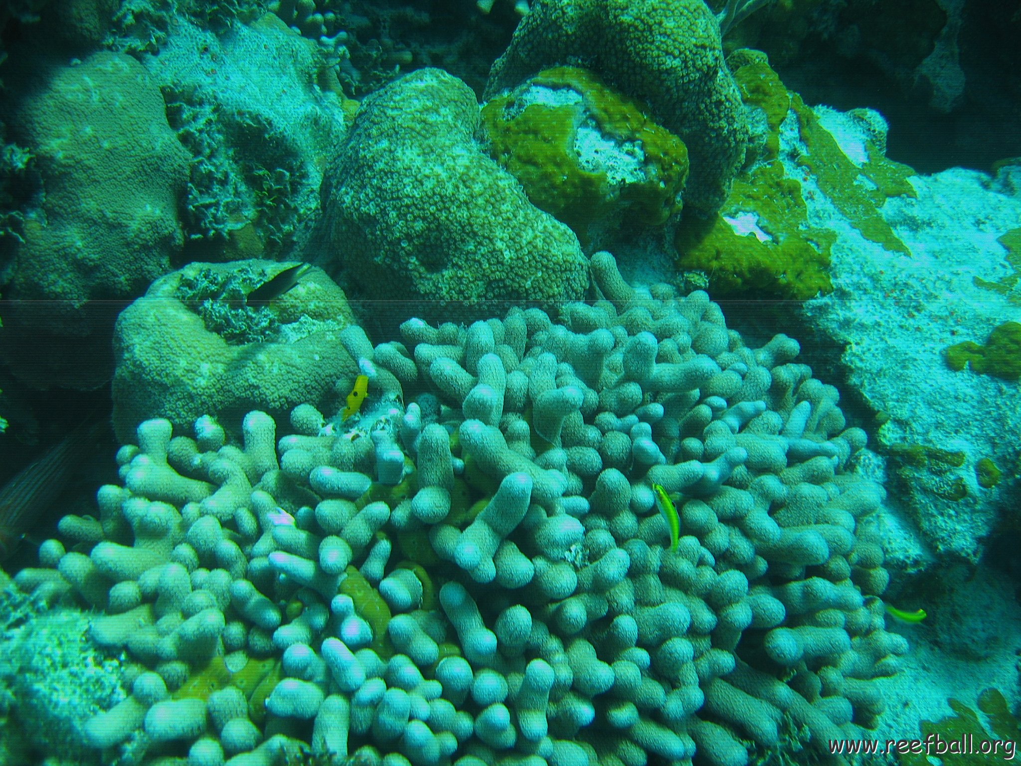 bahamas 140