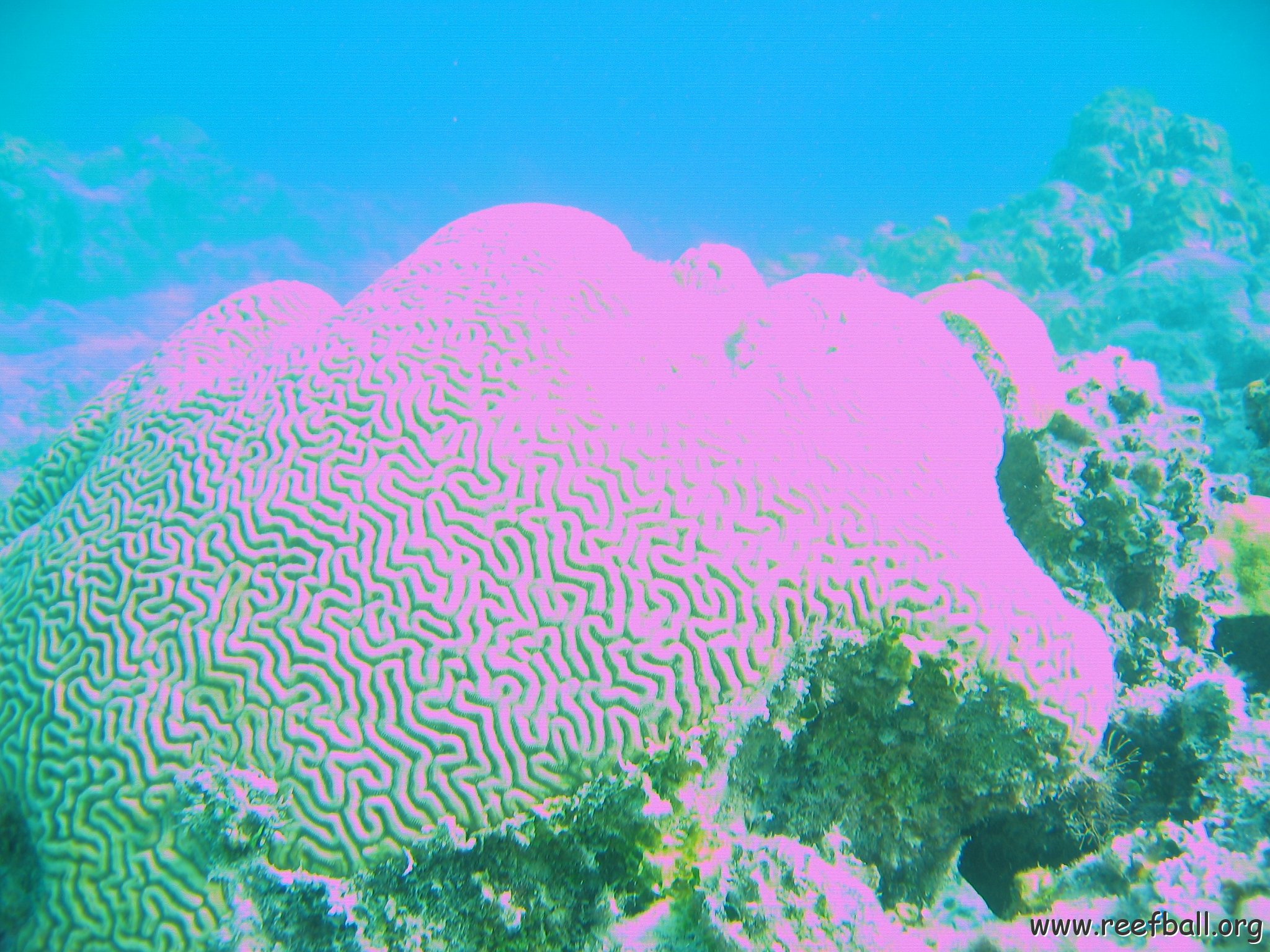 bahamas 175