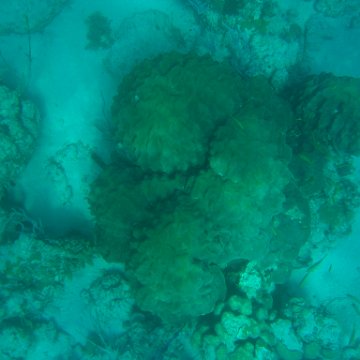 bahamas 151 bahamas 151