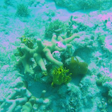 bahamas 159 bahamas 159