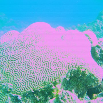 bahamas 175 bahamas 175