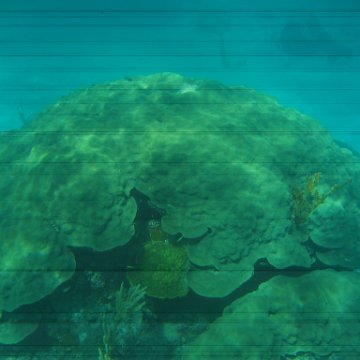bahamas 177 bahamas 177