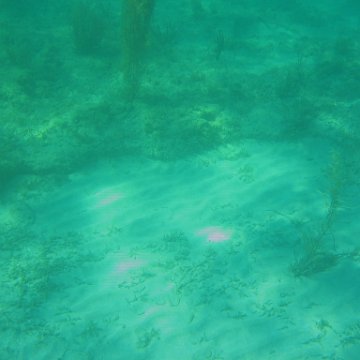 bahamas 181 bahamas 181
