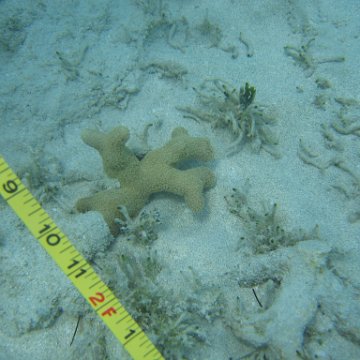 nassau2 579 nassau2 579