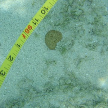 nassau2 581 nassau2 581