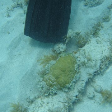 nassau2 584 nassau2 584