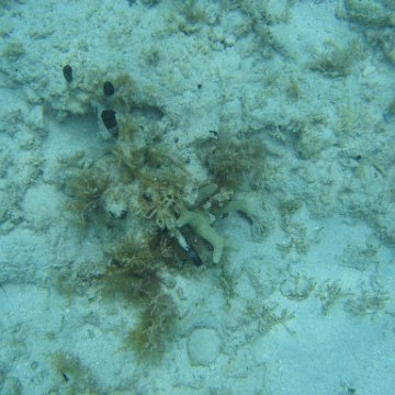 nassau2 587 nassau2 587
