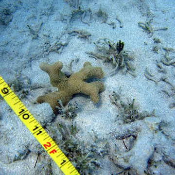 nassau2 579 nassau2 579