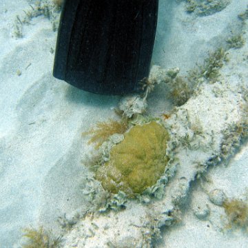 nassau2 584 nassau2 584