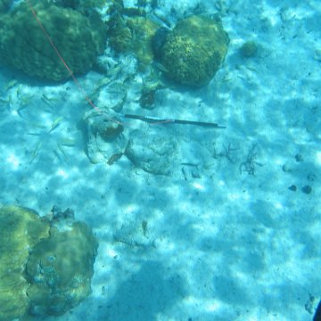 IMG_0115 IMG_0115