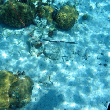 IMG_0115 IMG_0115