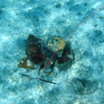 IMG_0126 IMG_0126