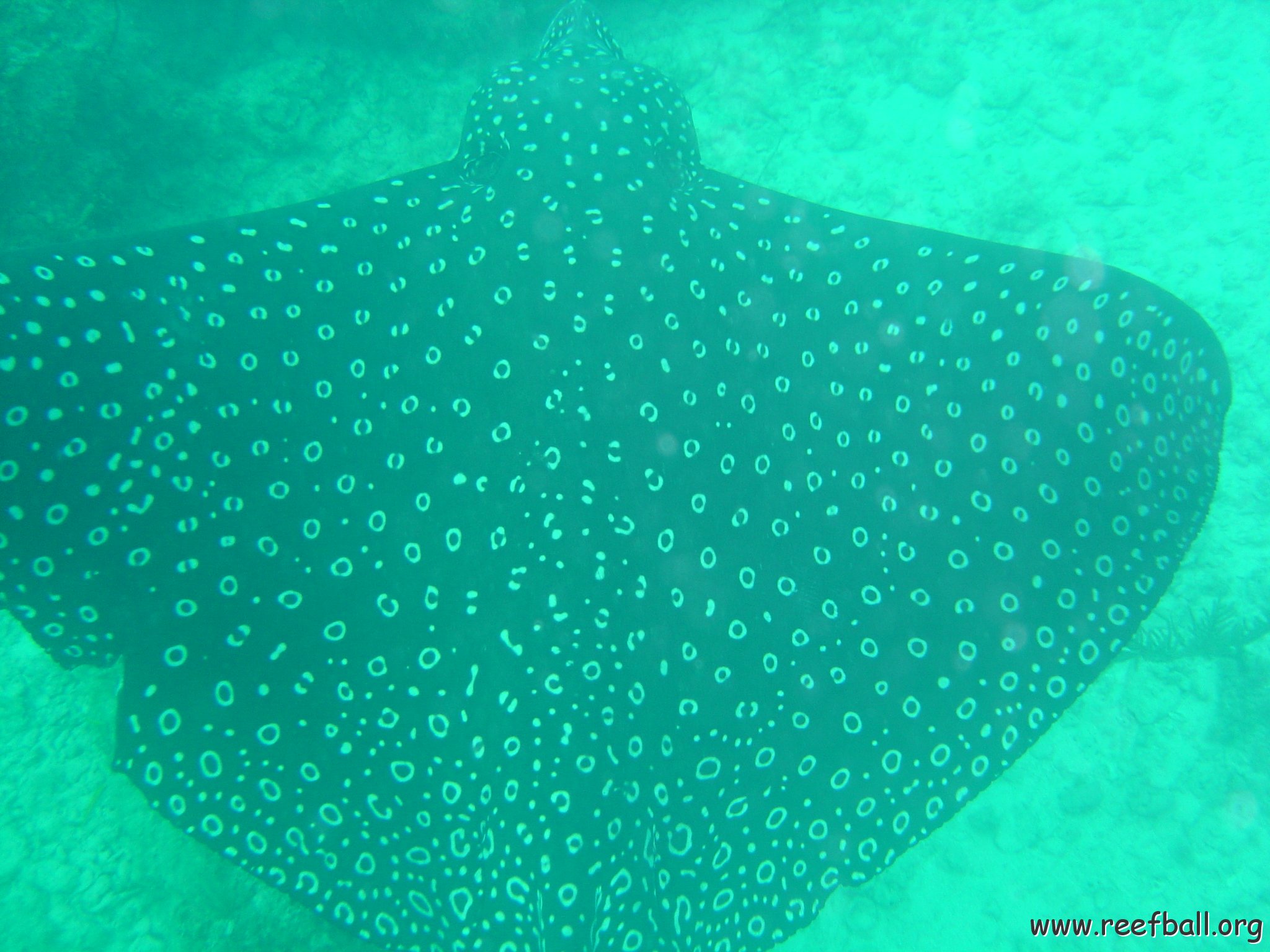 Reefball2004 017