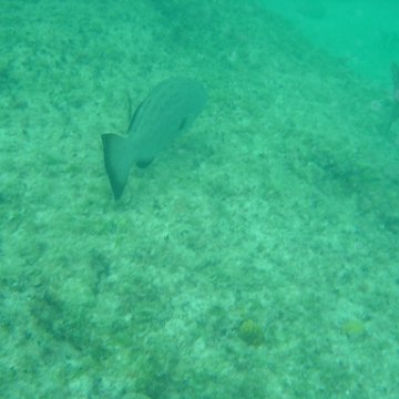 Reefball2004 016 Reefball2004 016