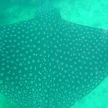 Reefball2004 017 Reefball2004 017