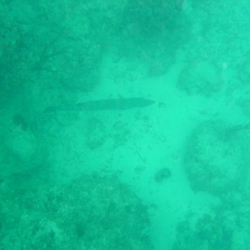 Reefball2004 018 Reefball2004 018