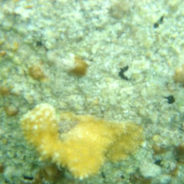 Reefball2004 005 Reefball2004 005