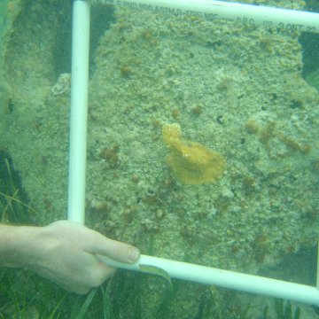 Reefball2004 006 Reefball2004 006