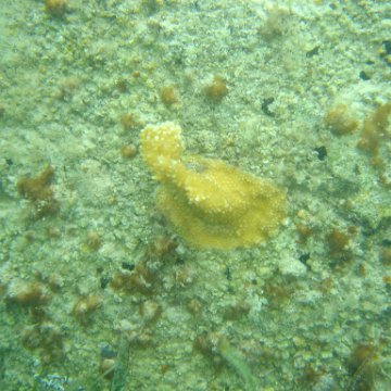 Reefball2004 007 Reefball2004 007