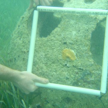 Reefball2004 008 Reefball2004 008