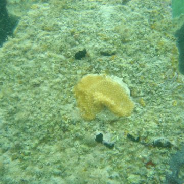 Reefball2004 009 Reefball2004 009