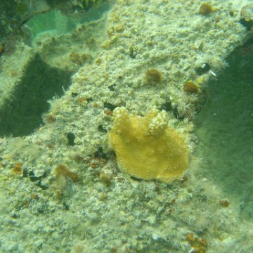 Reefball2004 010 Reefball2004 010