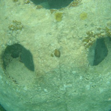 Reefball2004 013 Reefball2004 013