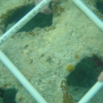 Reefball2004 014 Reefball2004 014