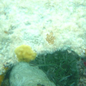 Reefball2004 015 Reefball2004 015