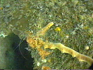 Banded Coral Shrimp