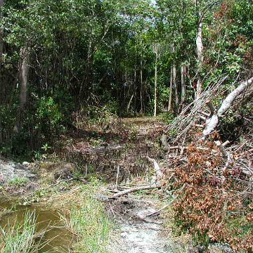 mangroverestoration