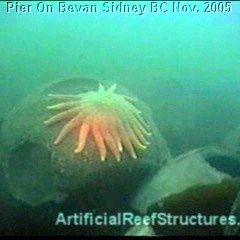 British Columbia Reef Ball  Projects and Photos