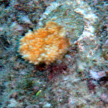 kcmangrove2picst064 kcmangrove2picst064