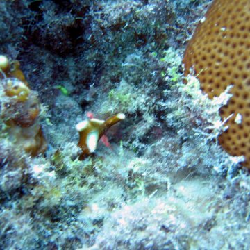 toddcemetaryt145 toddcemetaryt145