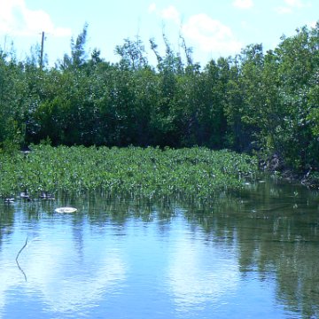 priliminaryplantingmangrovescayman12007