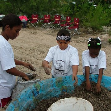 November 2006 Reef Ball/DOE/Cayman Sailing Club/Local Volunteer Red Mangrove Nursery Creation Project
