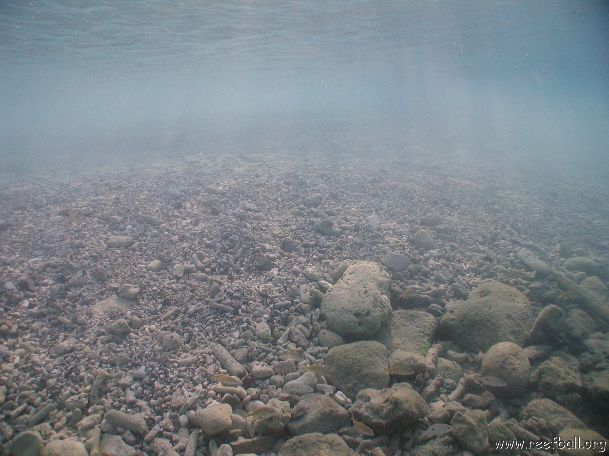 curocaobocaunderwaterleesurvey_121